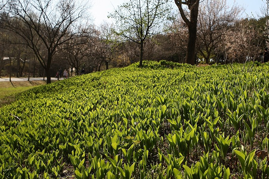 Mulhyanggi Arboretum-乌山市必去景点