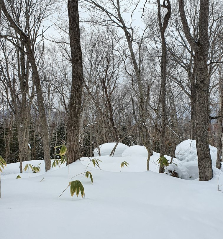 Niseko Adventure Centre-俱知安町必去景点