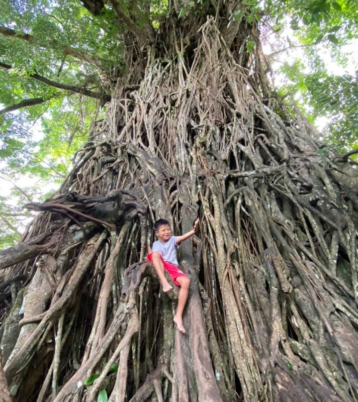 Millennium Tree (Balete tree)景点图片
