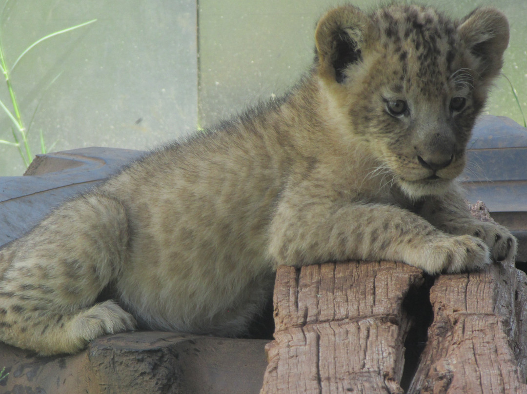 Akwaaba Predator Park-鲁斯登堡必去景点