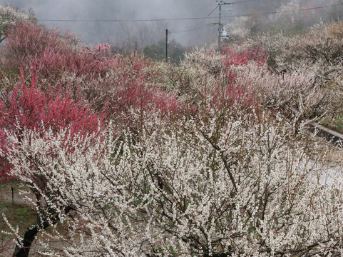 Tsukigase Plum Valley-奈良市必去景点