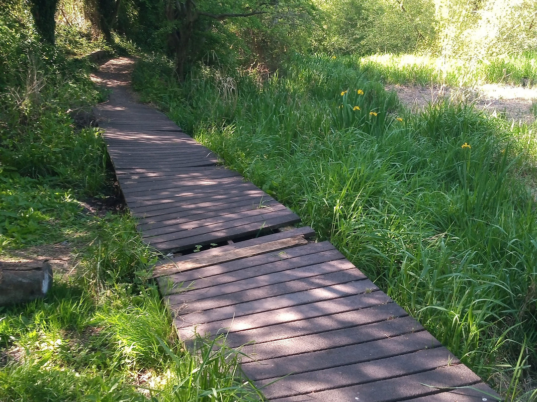 Fox Covert Local Nature Reserve-Long Eaton必去景点