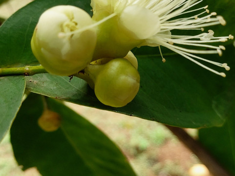 利昂休憩酒店主图