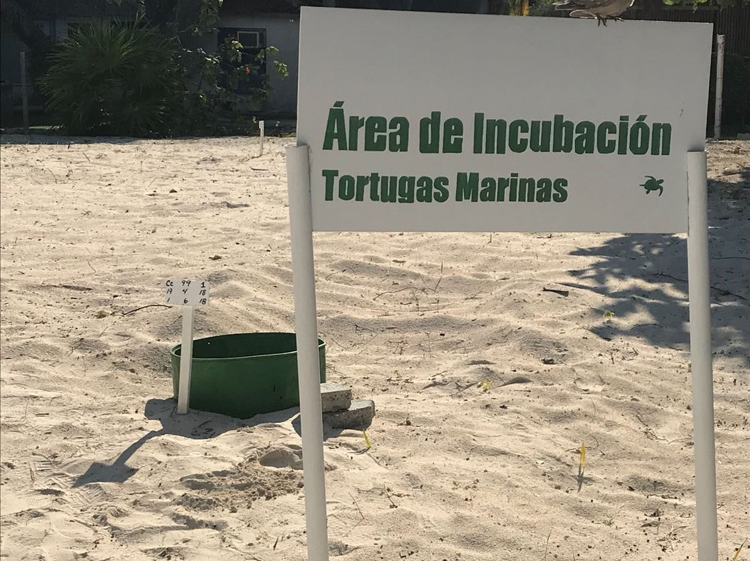 Centro de Rescate de Tortugas Marinas景点图片