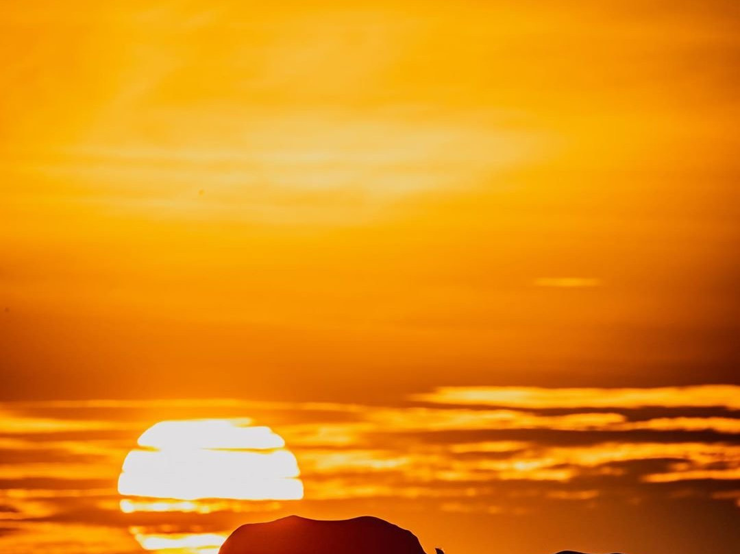 Ol Pejeta Conservancy景点图片