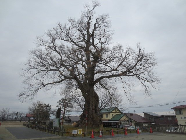 Big Zelkova of Higashine-东根市必去景点