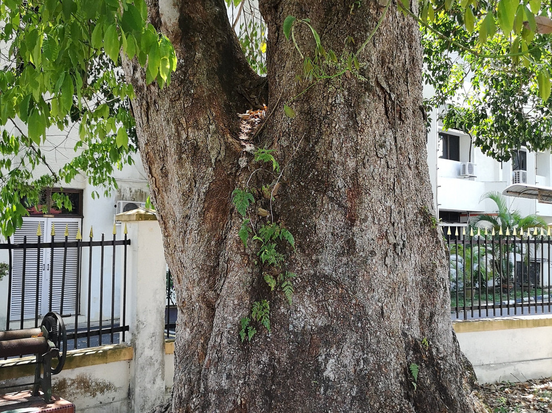 Oldest Rubber Tree景点图片