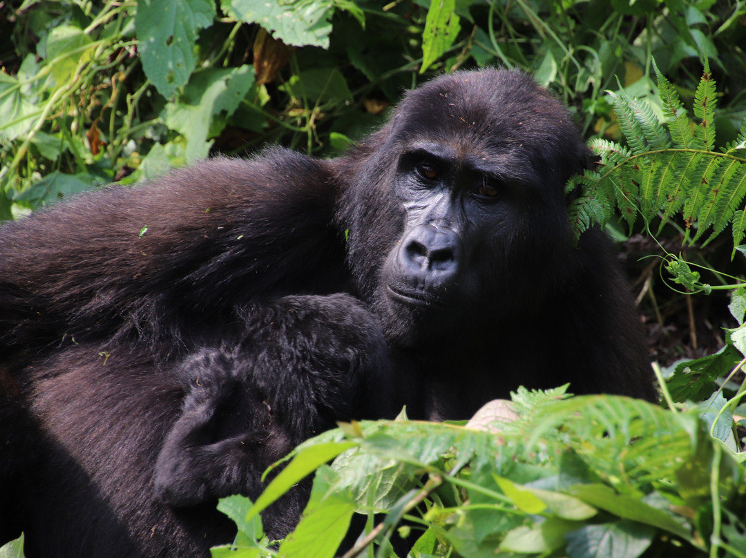 Mambo Gorilla Safari Uganda-吉佳利必去景点