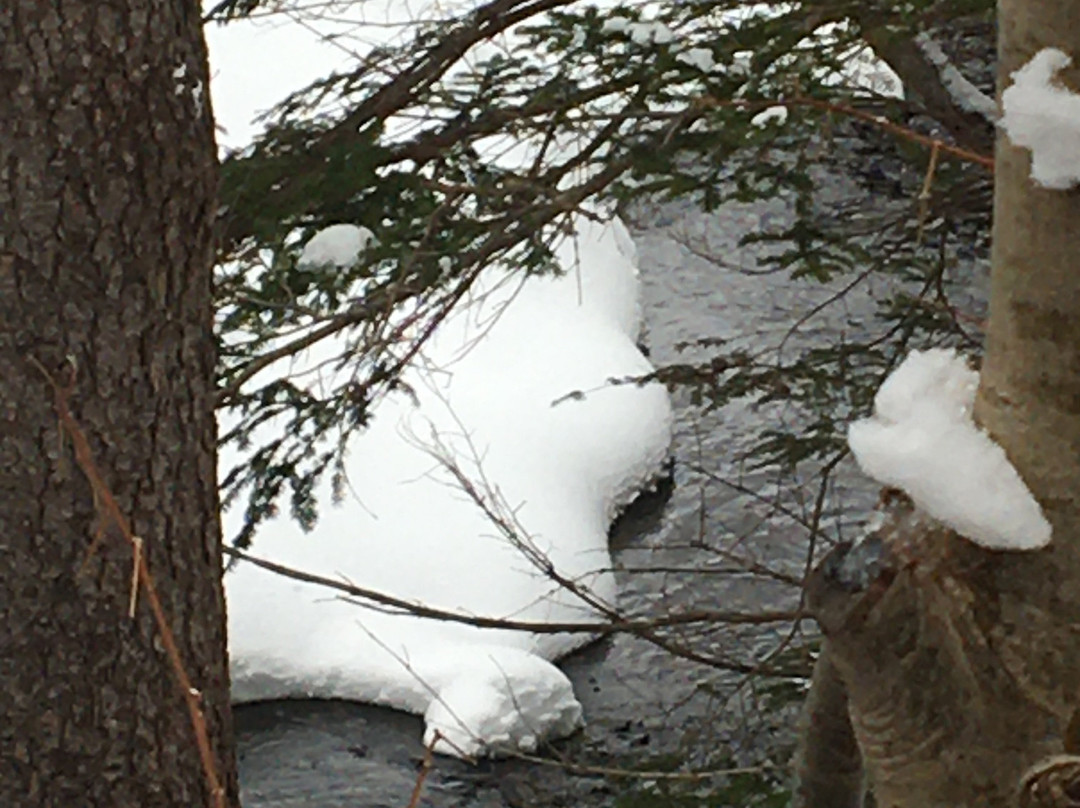 Bowring Park-圣约翰必去景点