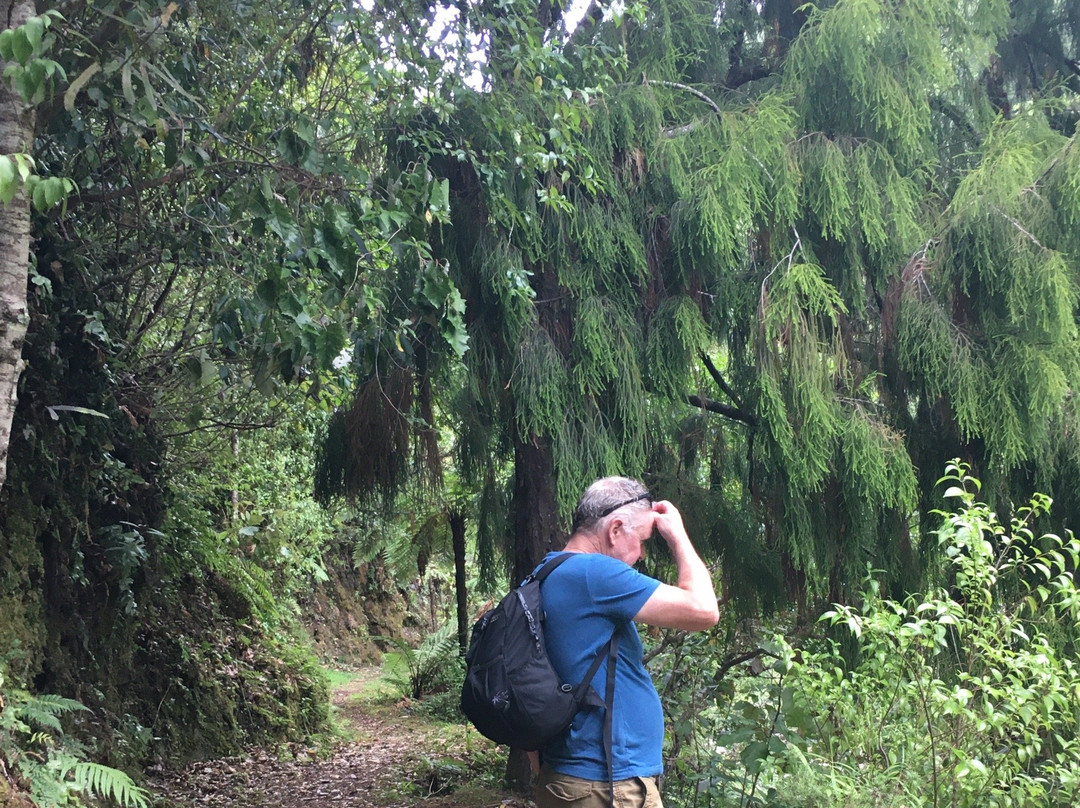 Waioeka Gorge Scenic Reserve景点图片