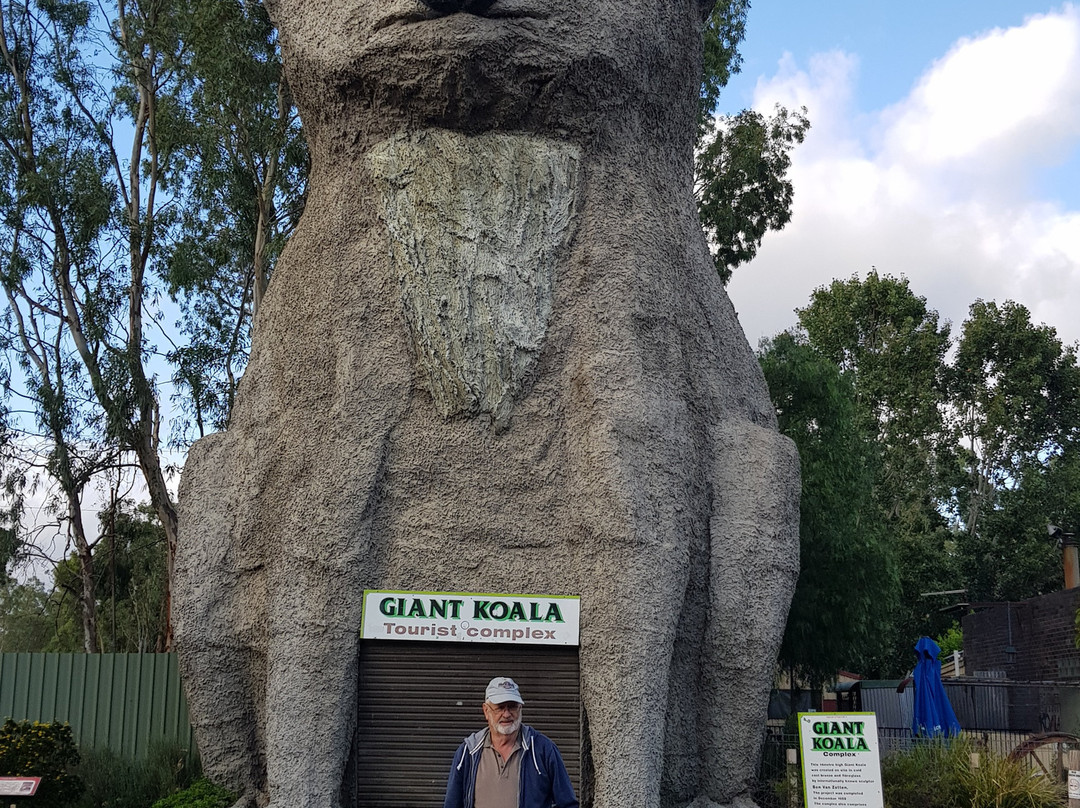 Giant Koala-Dadswells Bridge必去景点