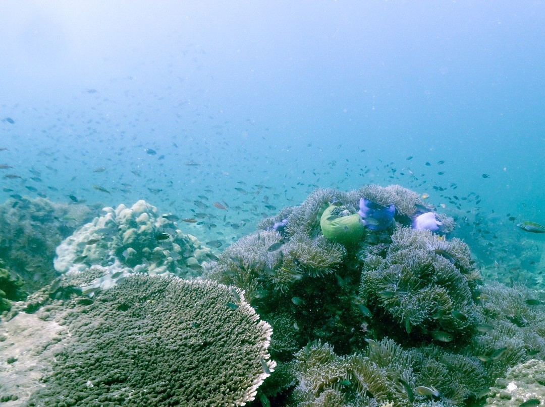 scuba duckling langkawi景点图片