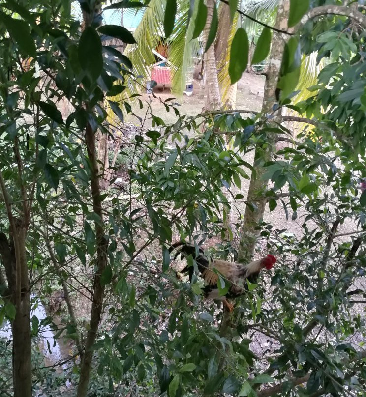 Isla Bastimentos景点图片