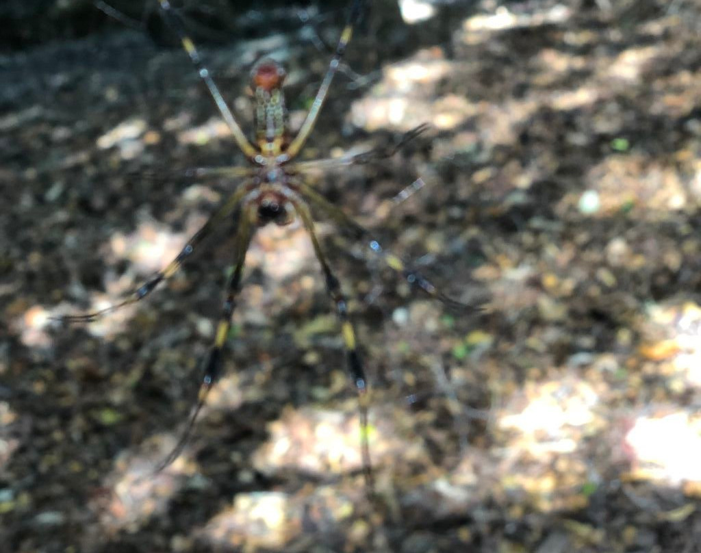 Parque Ecoturistico Jaltun-塞莱斯顿必去景点