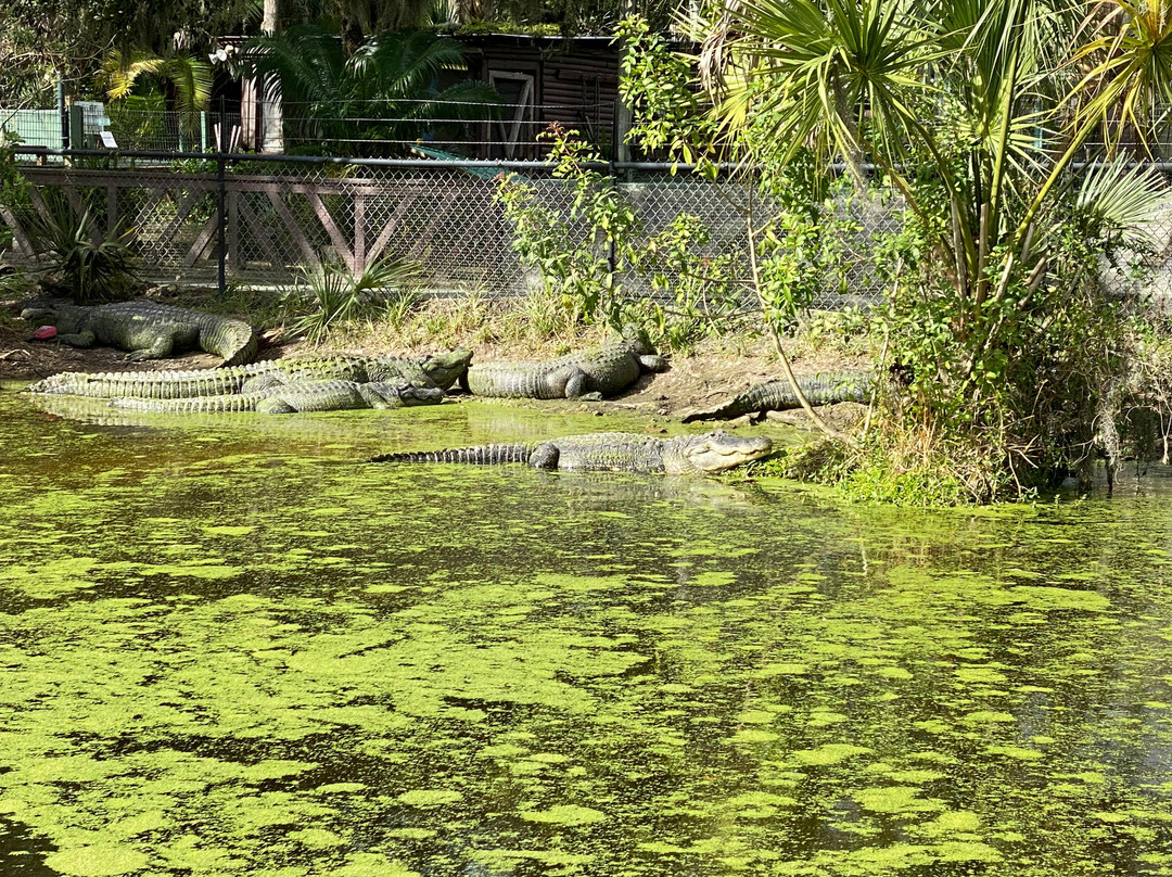 Jungle Adventures A Real Florida Animal Park景点图片