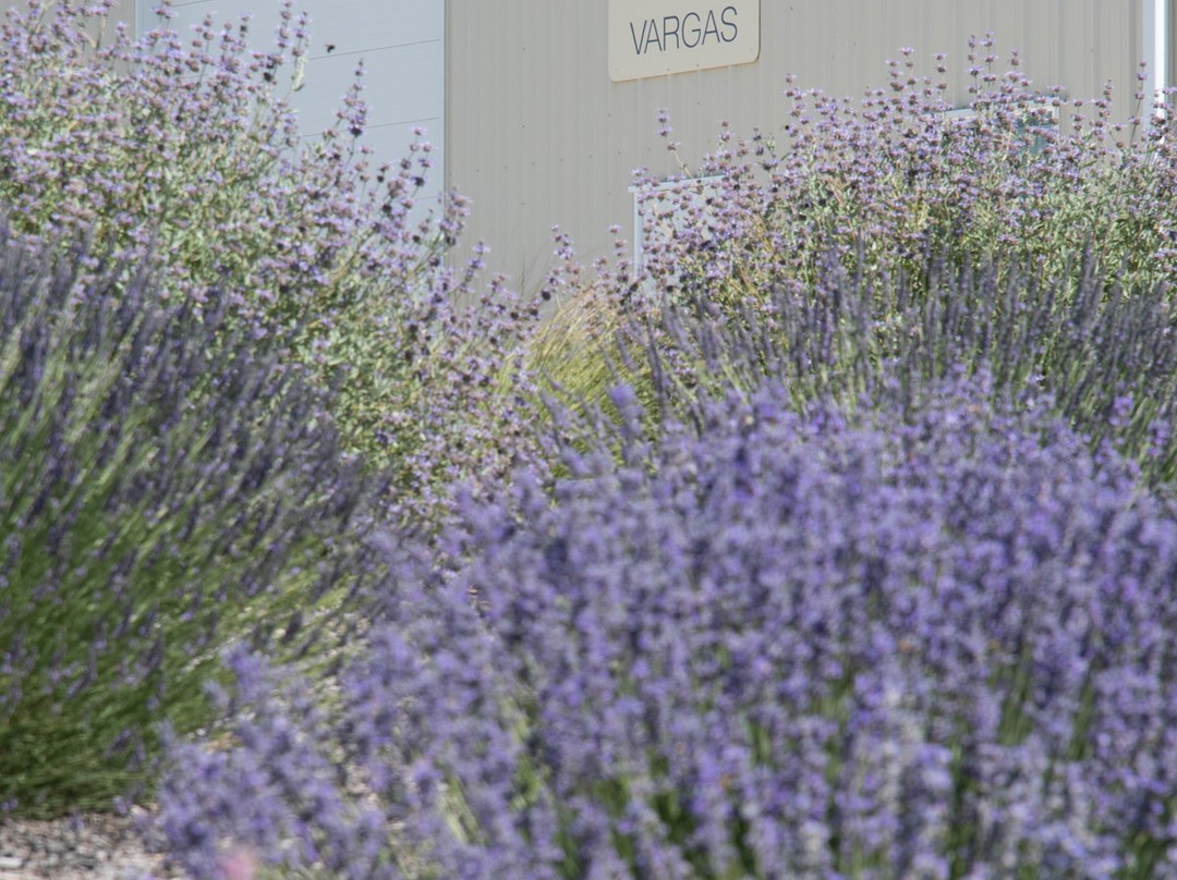 Vino Vargas Winery-San Miguel必去景点