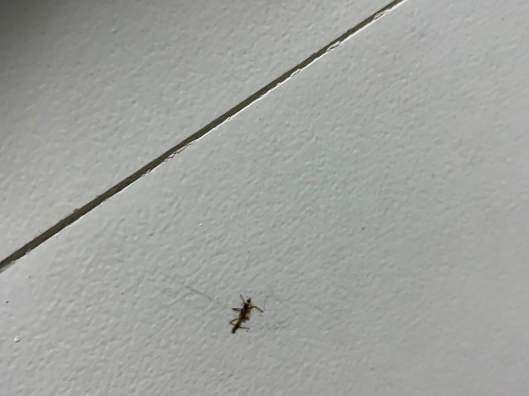 Robinland Vacation Home Badian主图