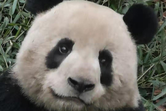 Reise Travel(YTS)-成都必去景点