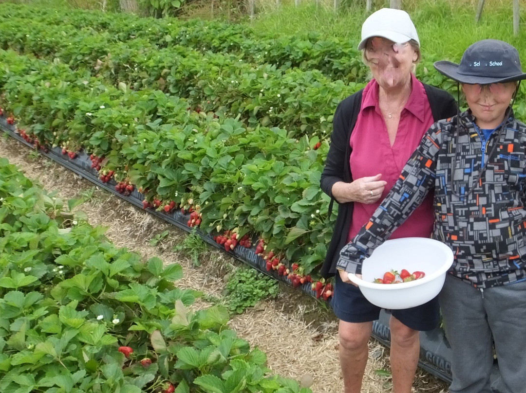 Zaknich Farms Strawberries景点图片