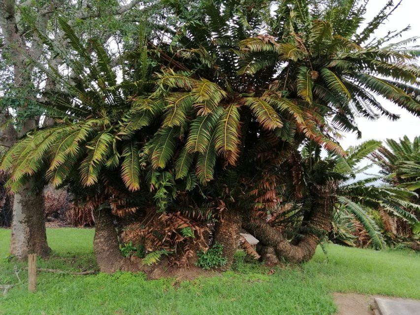 Modjadji Nature Reserve-Duiwelskloof必去景点