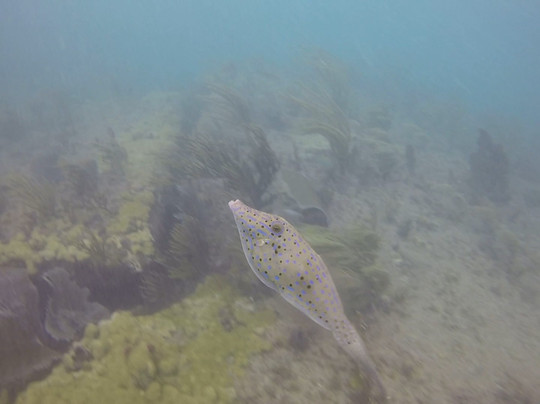 Pompano Dive-庞帕诺比奇必去景点