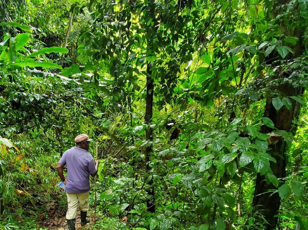 Tobago Main Ridge Forest Reserve-多巴哥必去景点