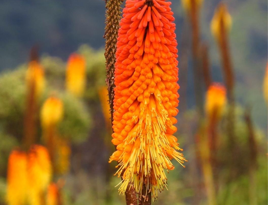 Trekking Ethiopia Tours -Day Tours景点图片