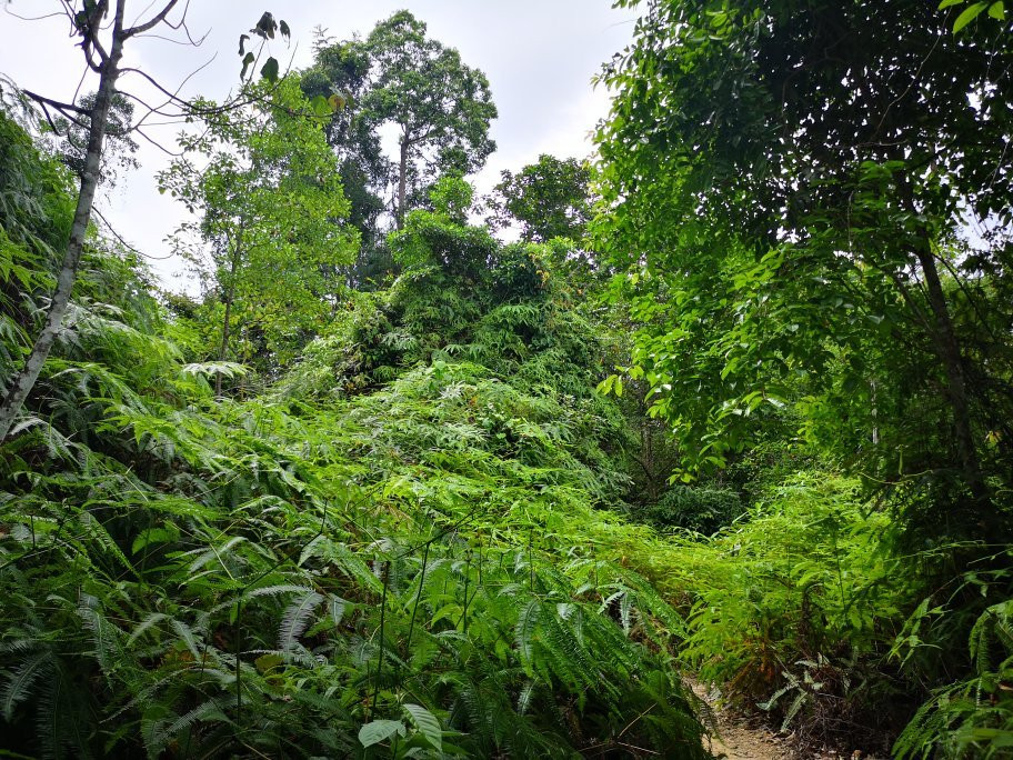 Gunung Angsi景点图片