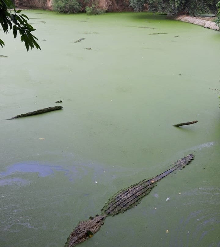 Asam Kumbang Crocodile Farm-棉兰必去景点