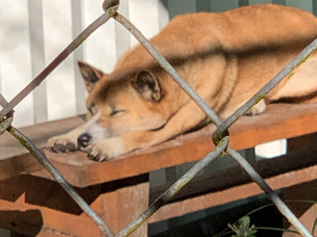 Shy Wolf Sanctuary Education & Experience Center景点图片