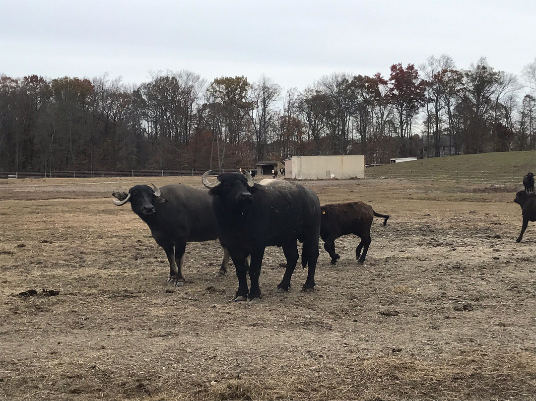 Hill Billy Hills Alpaca Farm-纽瓦克必去景点
