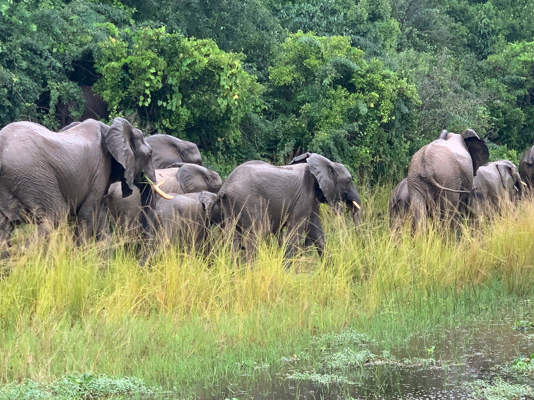 Murchison Falls National Park景点图片