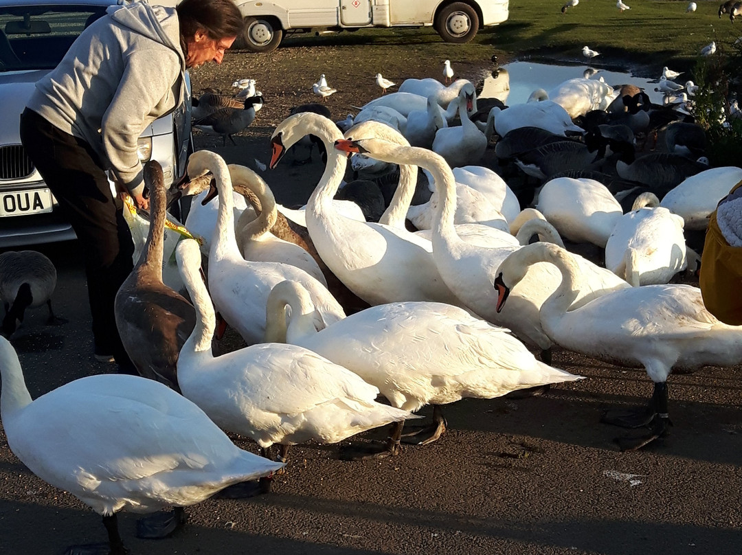 Queen Elizabeth II Country Park景点图片