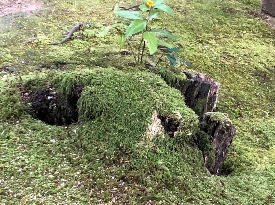 Saimyo-ji Garden Horaitei景点图片