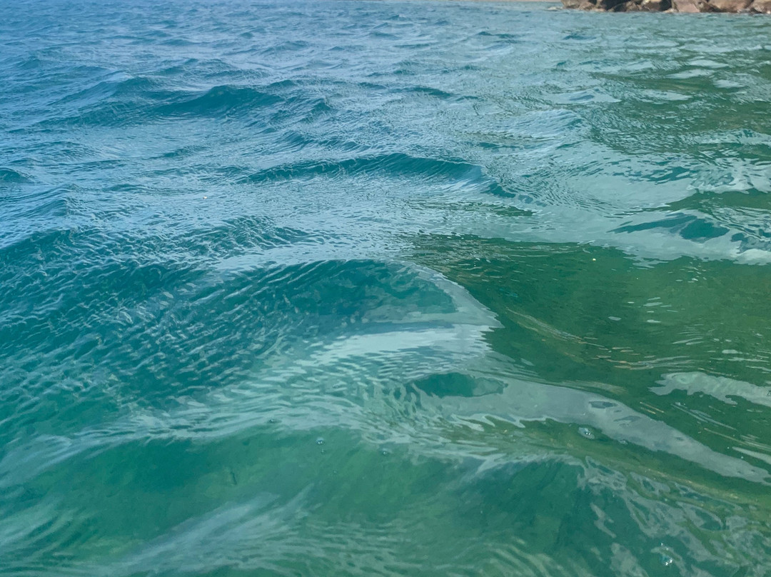 Champagne Reef Dive & Snorkel-罗索必去景点