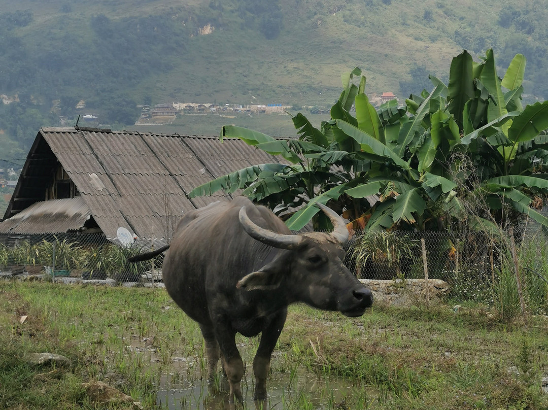 SaPa Trekking With Sue景点图片