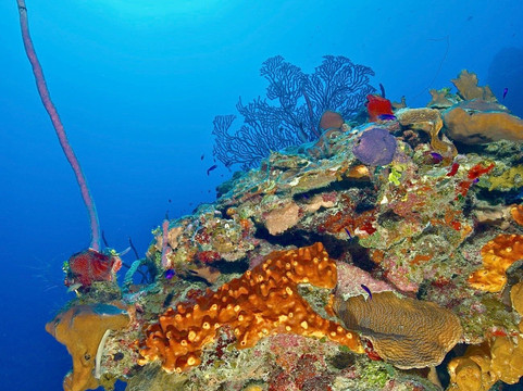 Indigo Divers-七哩滩必去景点