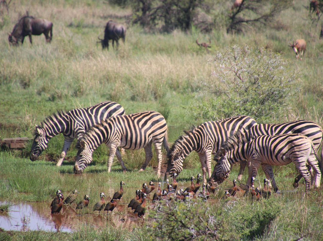 Pascal Safaris-迪亚尼必去景点