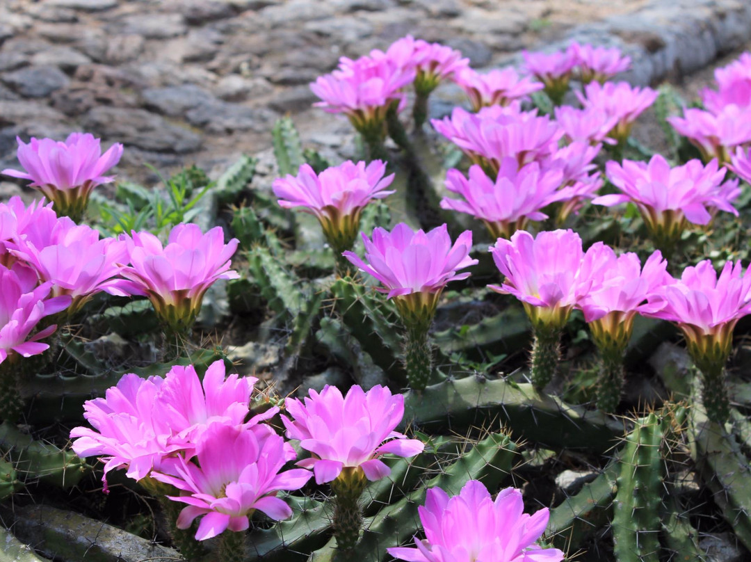 Jardin Botanico Regional de Cadereyta景点图片