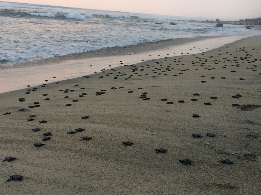 Troncones旅游景点-ECOT