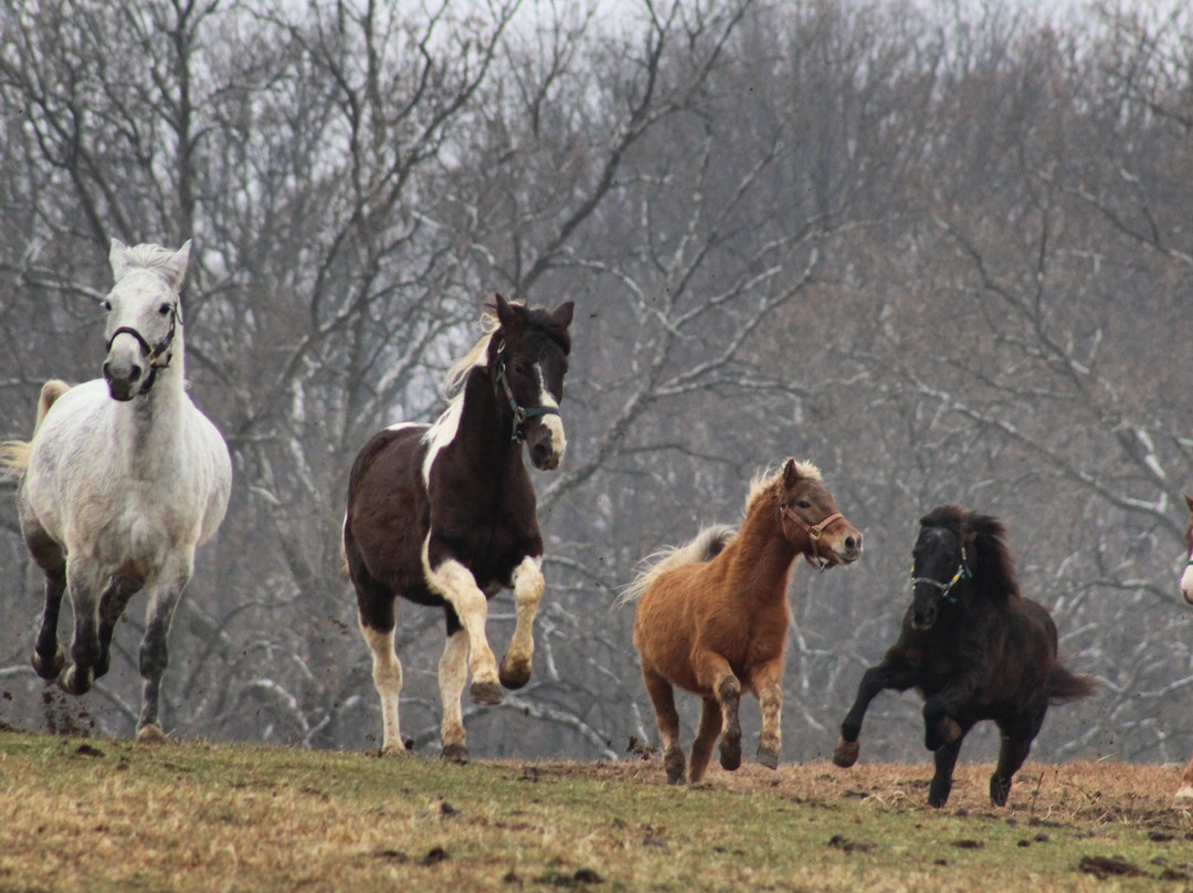 Days End Farm Horse Rescue景点图片