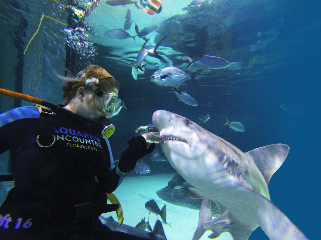 Florida Keys Aquarium Encounters景点图片