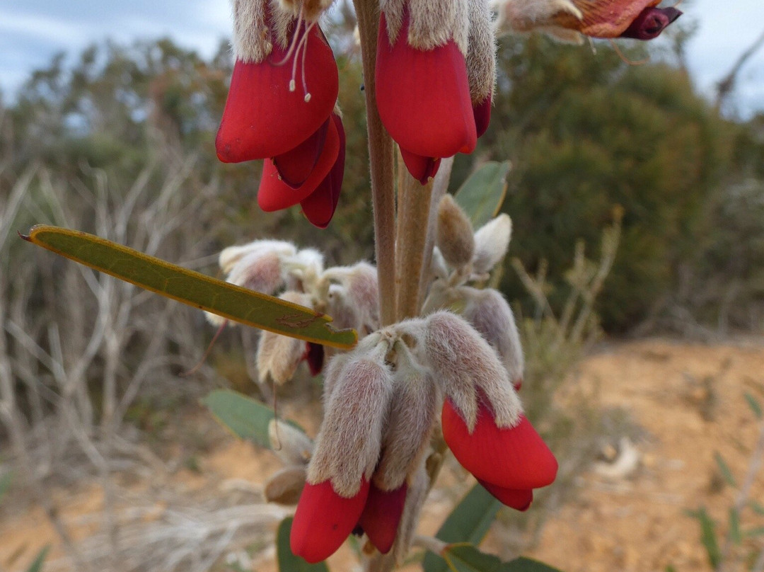 Stirling Range Drive-Stirling Range National Park必去景点