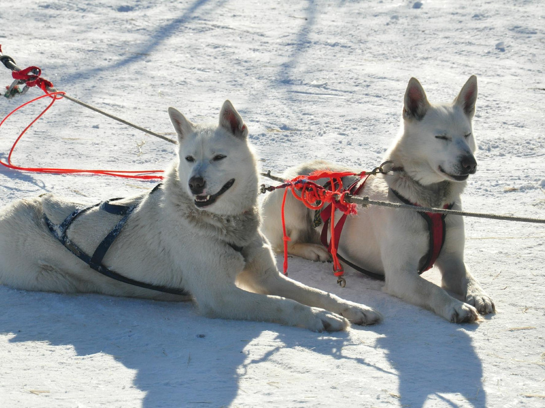 Sled Dog Adventures景点图片