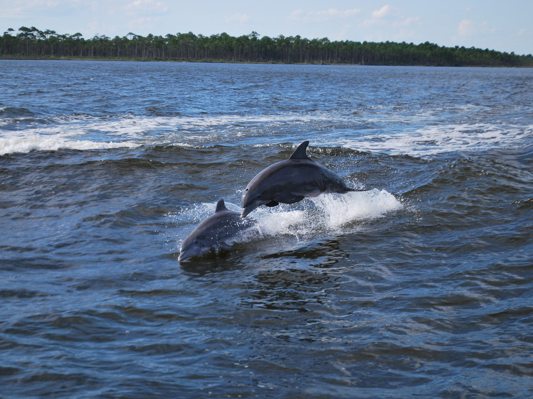 Dolphin Cruise aboard the Cold Mil Fleet-橙色海湾必去景点