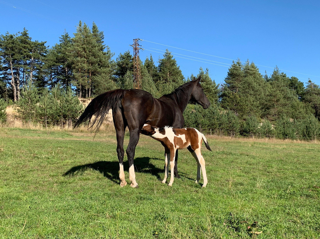 Rusaliite Adventure House主图