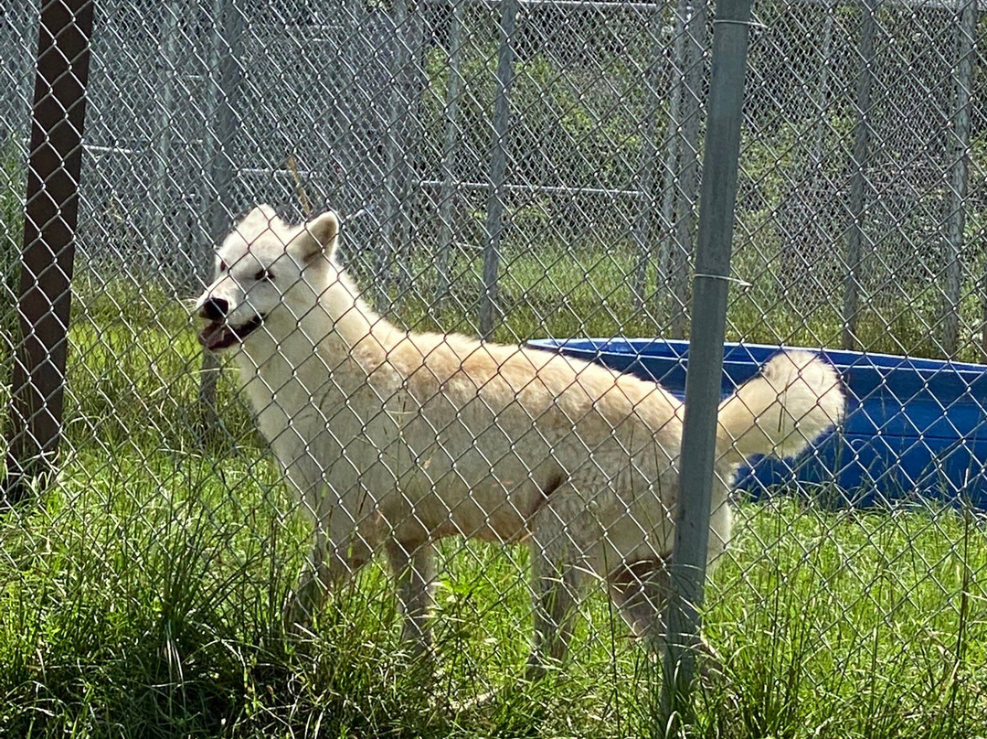 Saint Francis Wolf Sanctuary景点图片