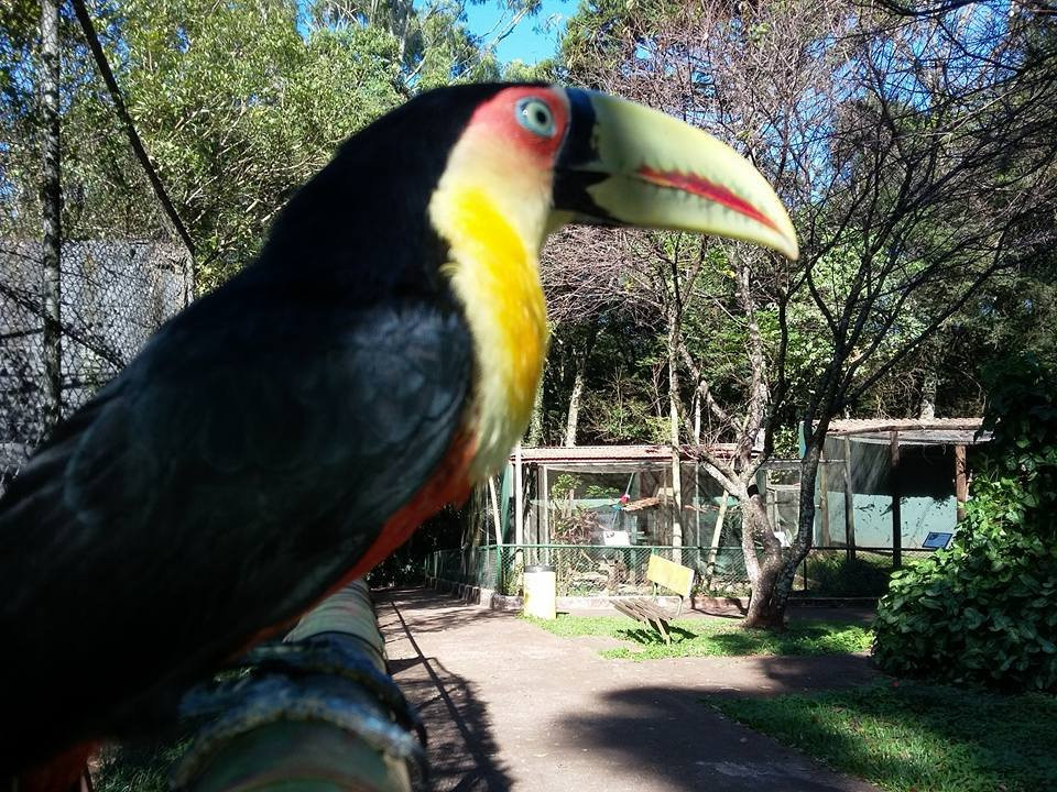 Zoologico Municipal de Cascavel - Danilo José Galafassi-Cascavel必去景点