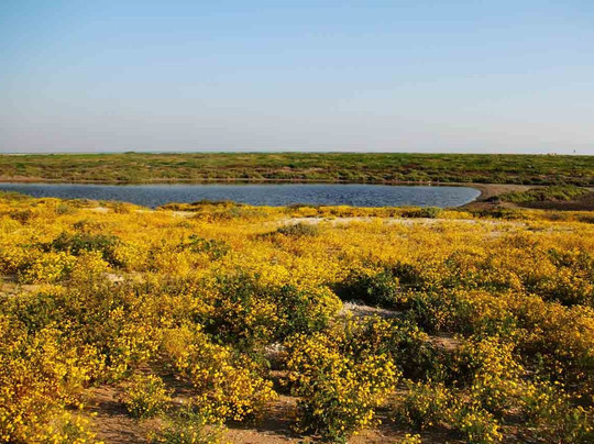 Nakhiloo Island-Bushehr Province必去景点