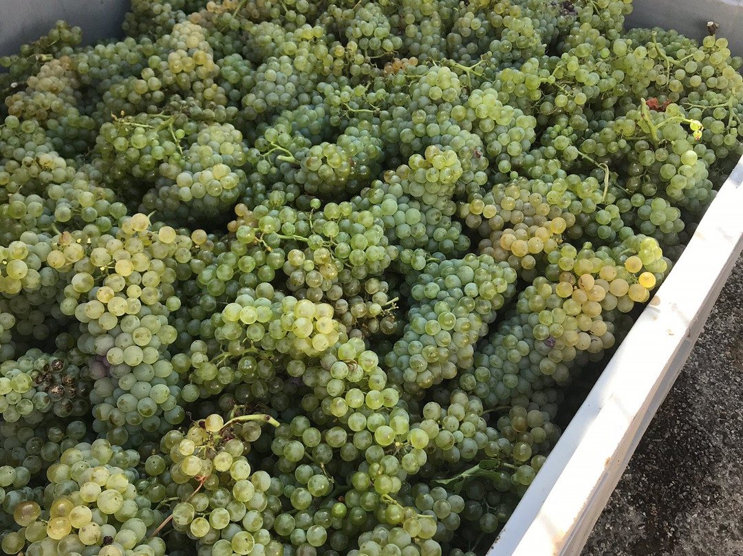 Provence Wine Weekends景点图片